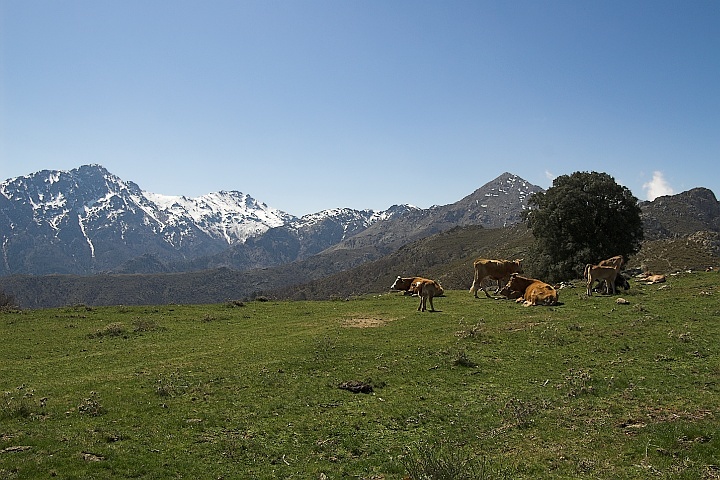 Cows in the mountains