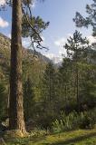 Monte Rotondo above pines